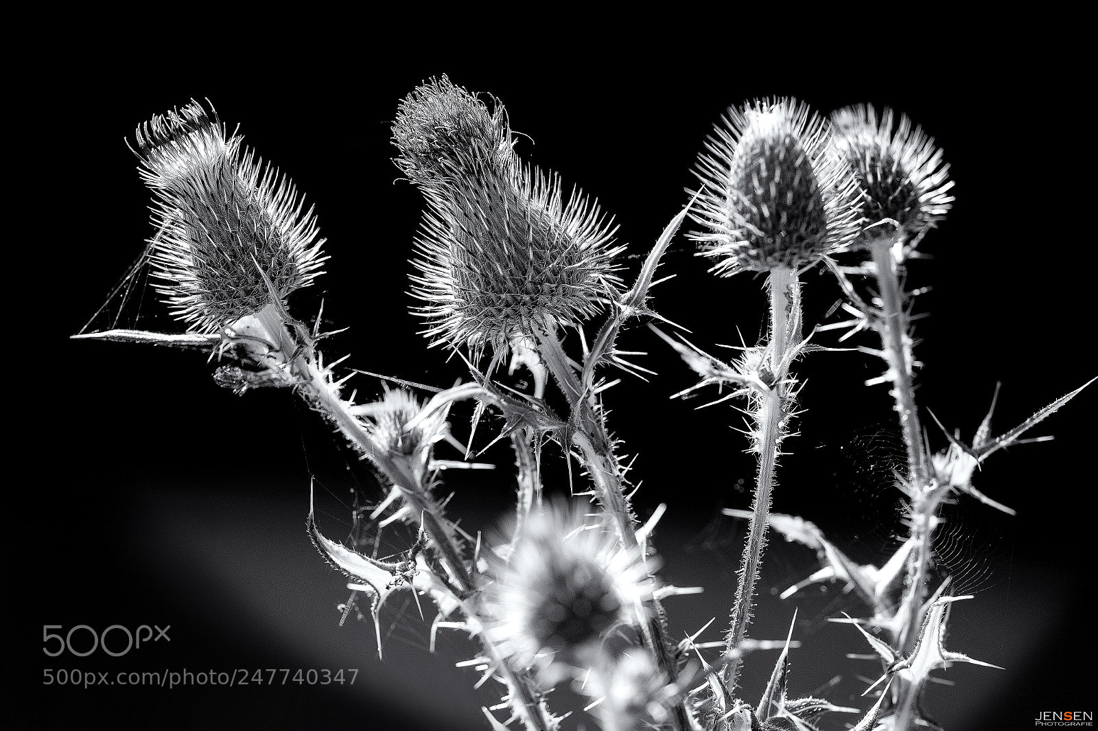 Nikon D4S sample photo. Prickly flowers photography