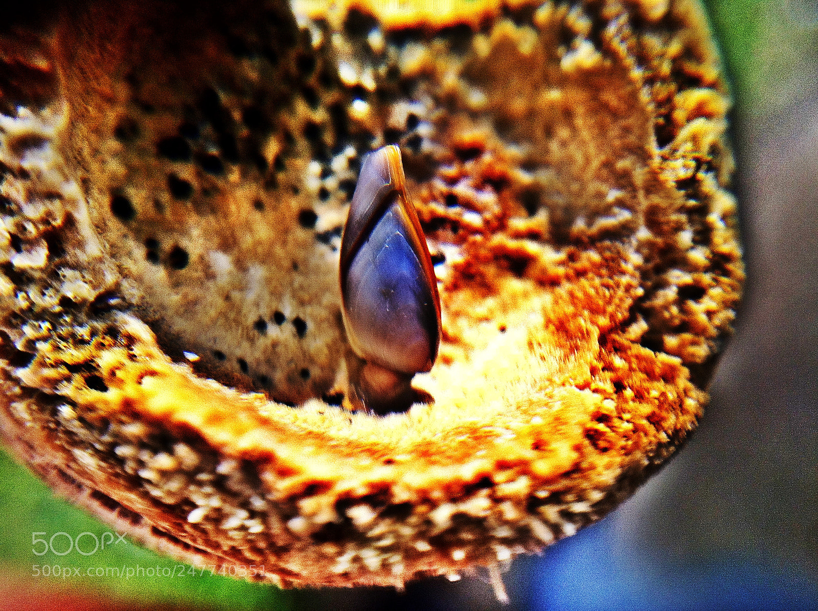 Apple iPhone 4 sample photo. Coquille minuscule photography