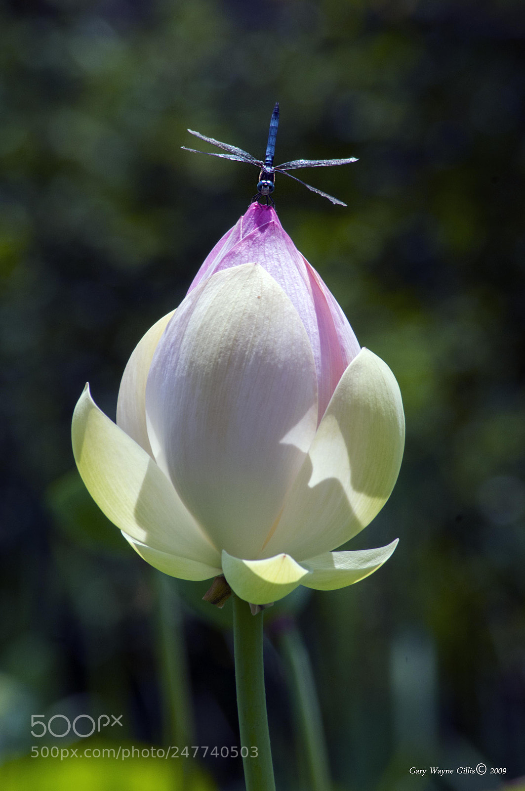 Nikon D300 sample photo. Sitting on top of photography