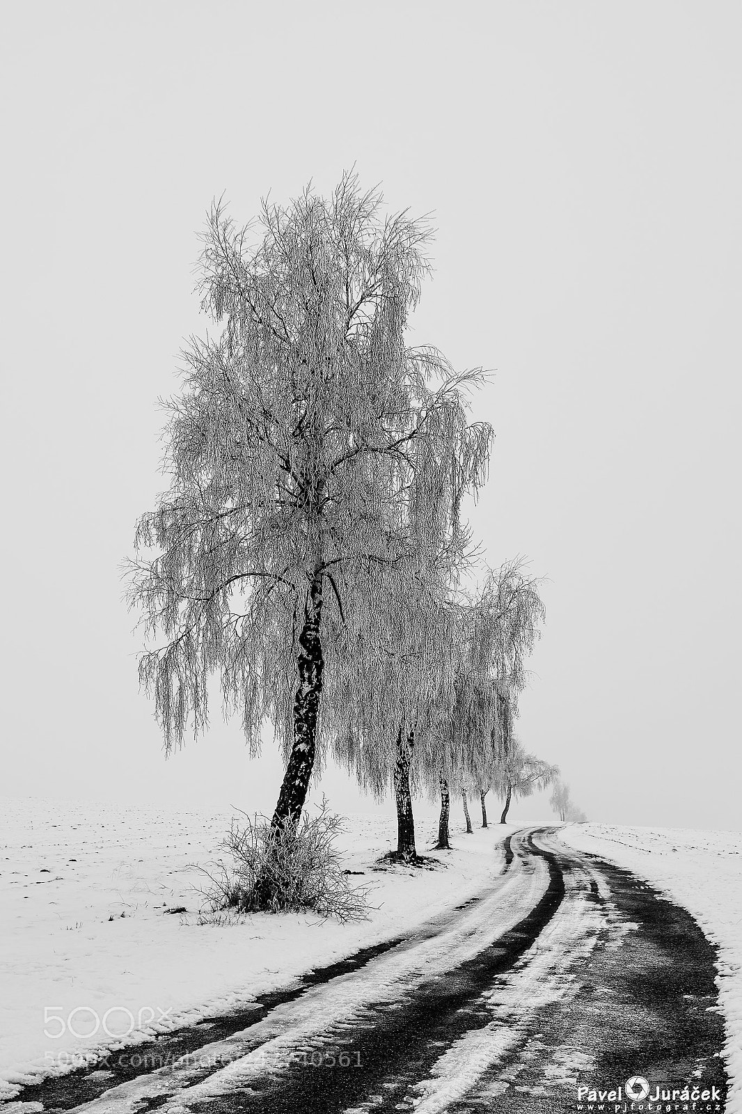 Nikon D5600 sample photo. Vysočinou ... 49. bw photography