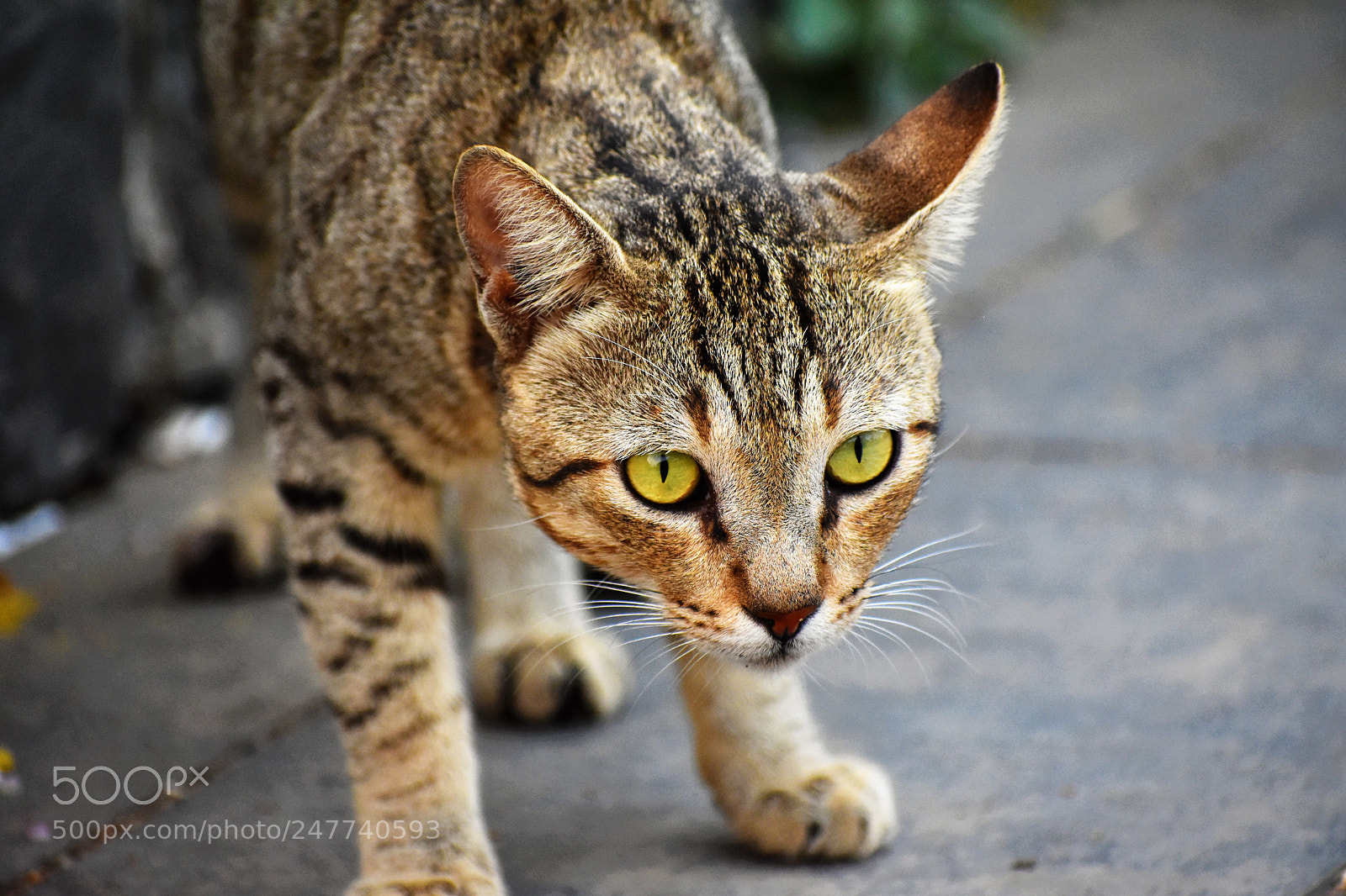 Nikon D7200 sample photo. ?!? who are you ? photography
