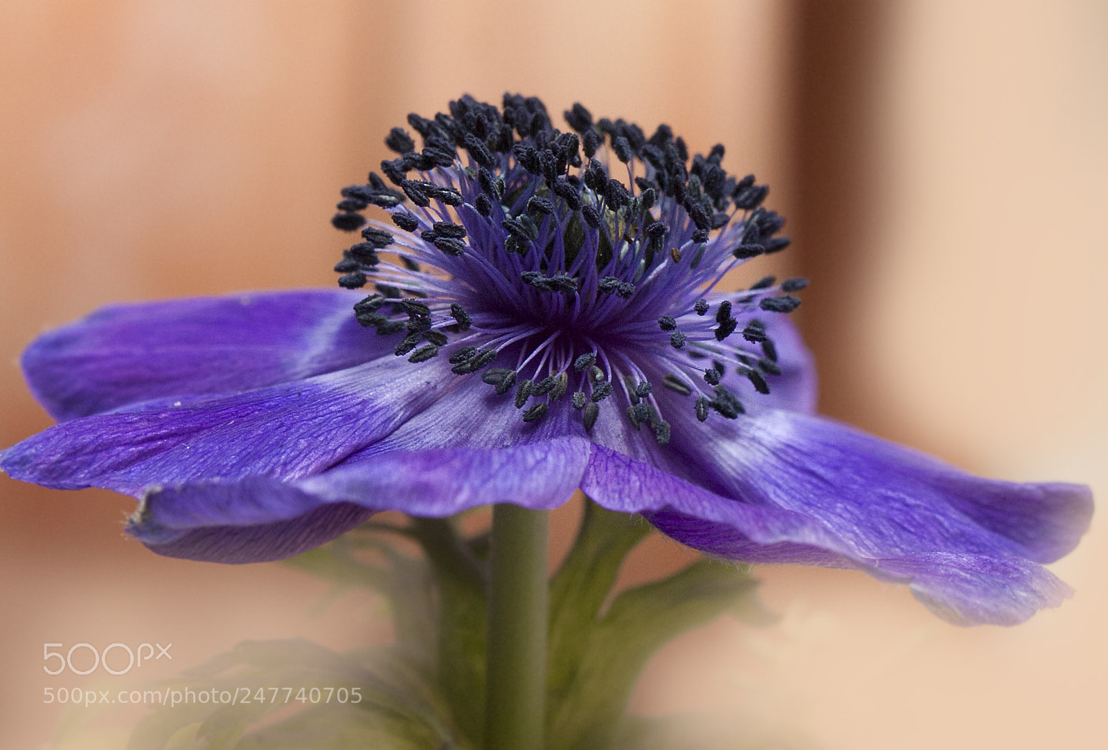 Canon EOS 50D sample photo. Purple beauty photography