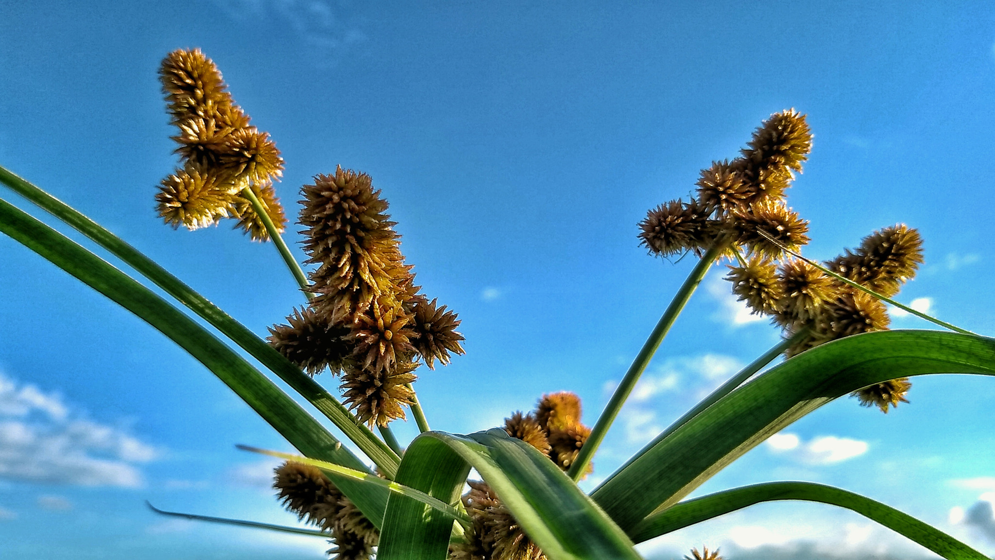 Motorola Moto G (5S) sample photo