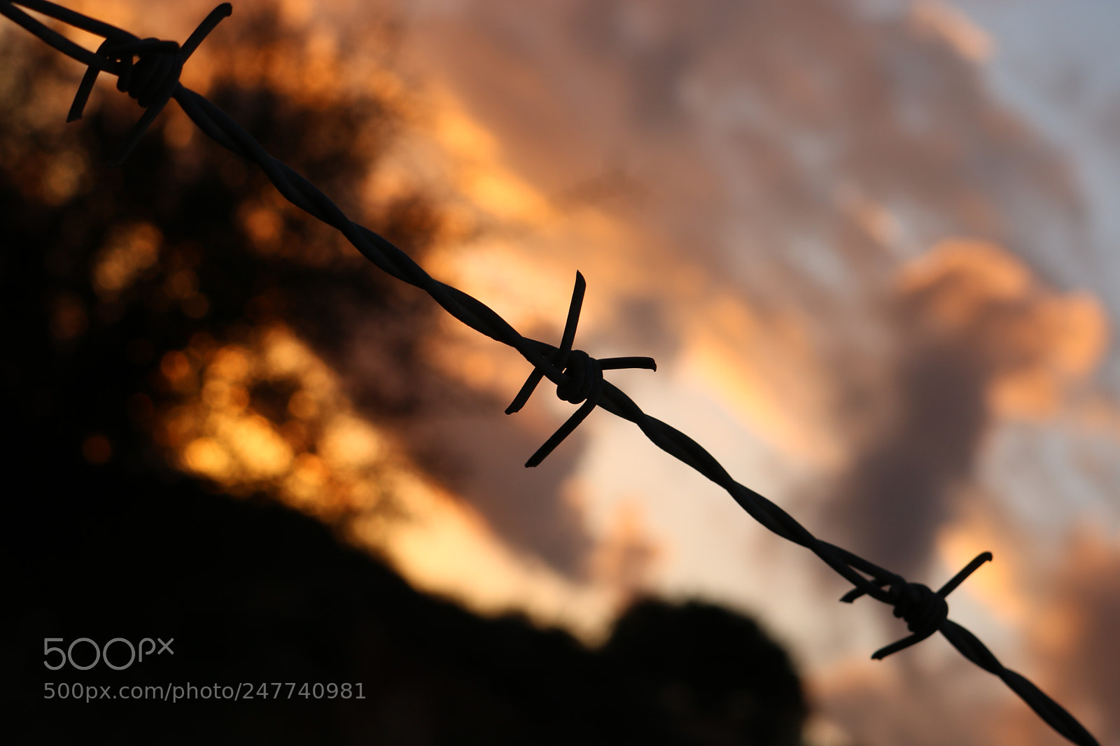 Canon EOS 750D (EOS Rebel T6i / EOS Kiss X8i) sample photo. Sunset thorns photography