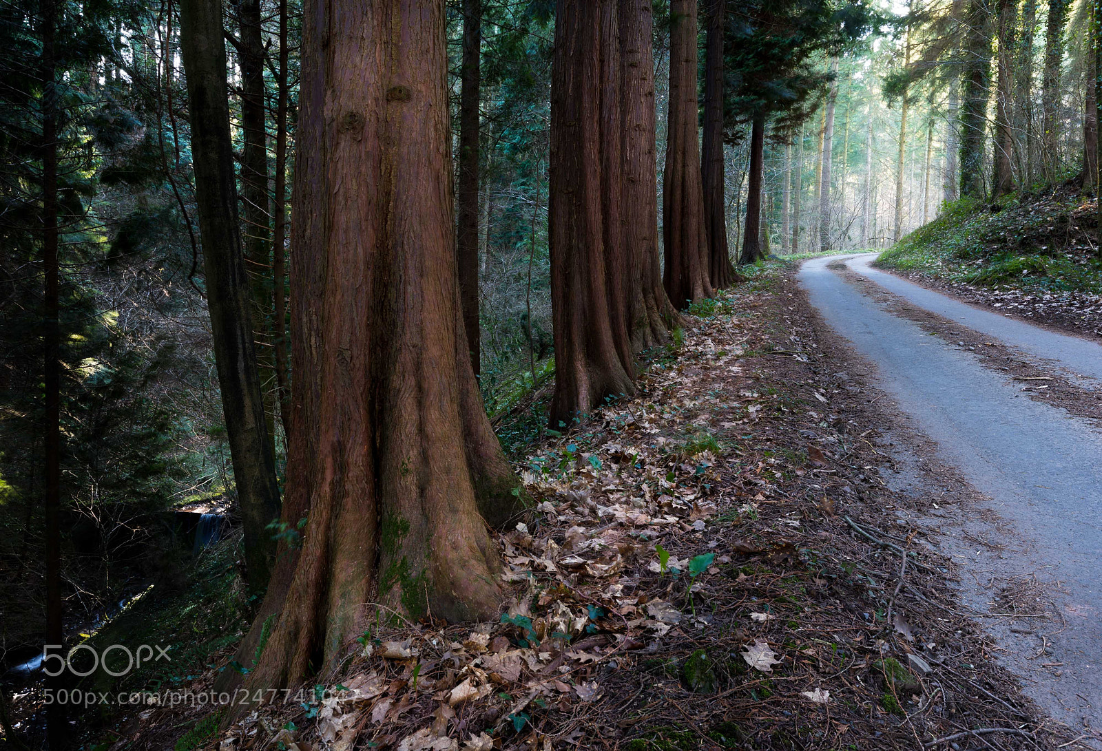 Nikon D7200 sample photo. Red trees photography
