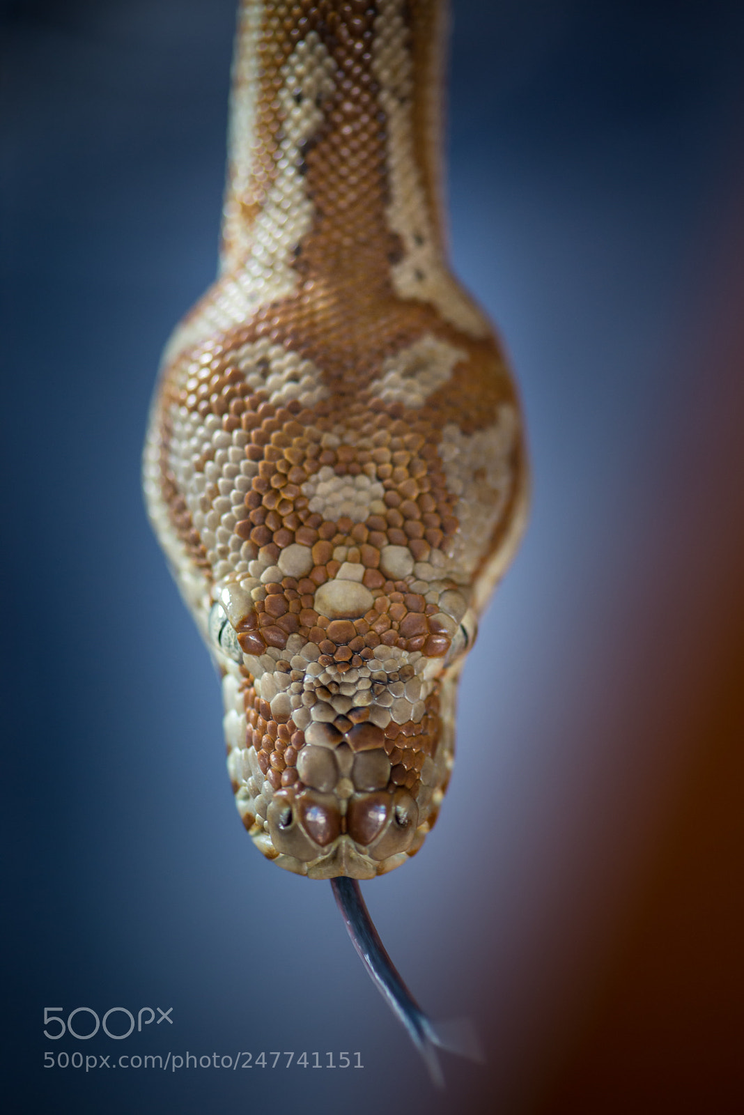 Nikon D610 sample photo. Head shot photography