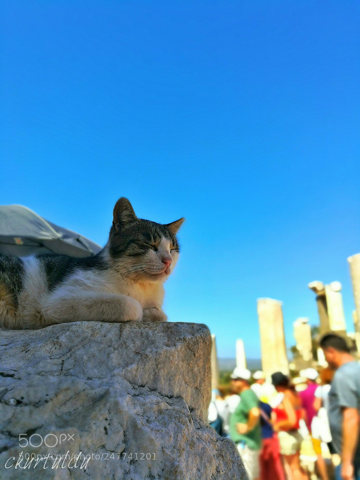 HUAWEI GR5 2017 sample photo. Sleeeping cat photography
