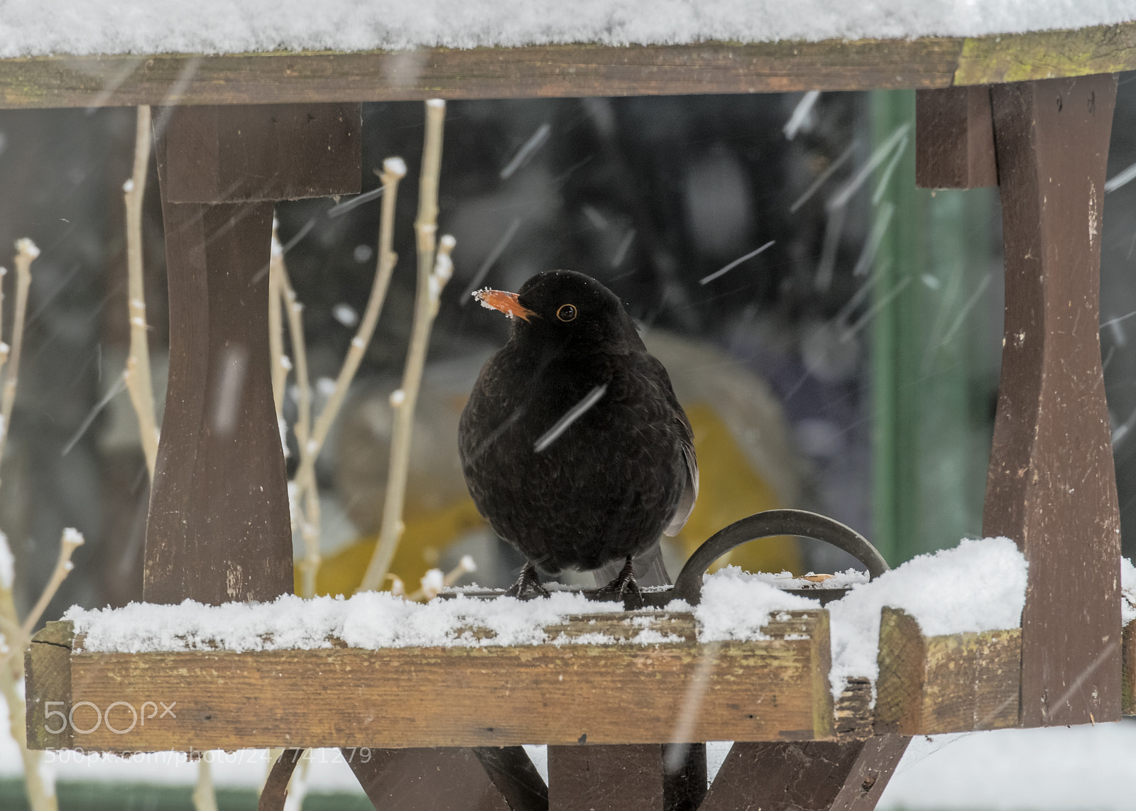Olympus OM-D E-M5 II sample photo. Blackbird photography