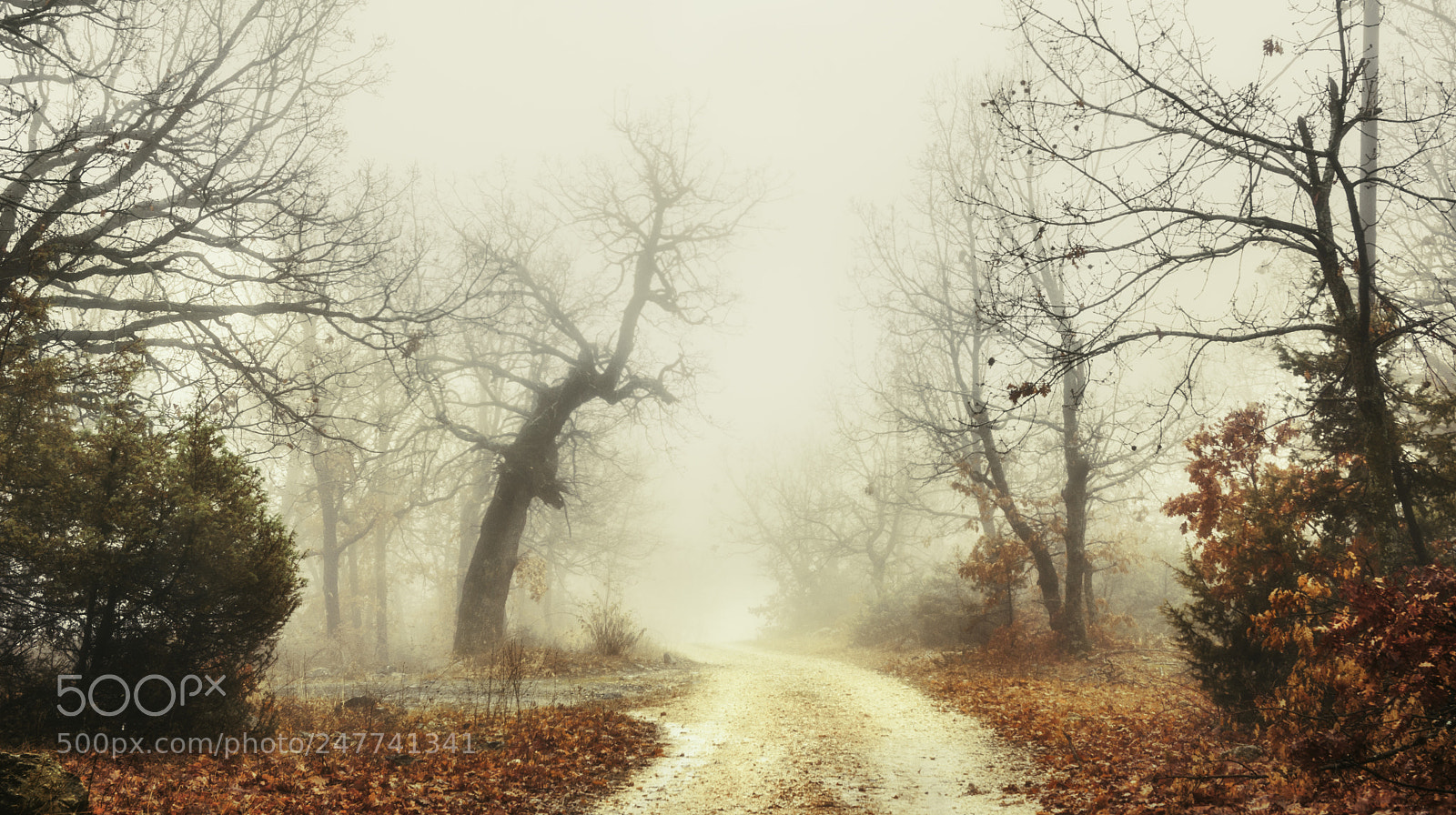 Nikon D7200 sample photo. Foggy day photography