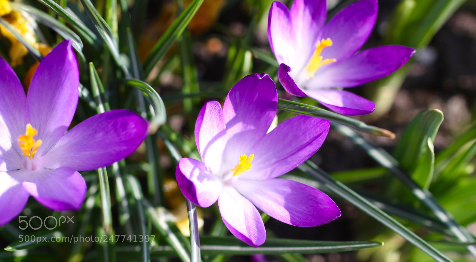 Canon EOS 50D sample photo. ✲✲✲ photography