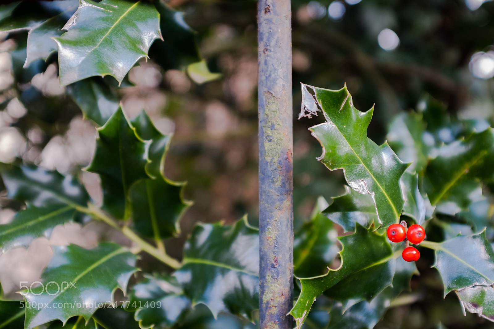 Fujifilm X100F sample photo. Red photography