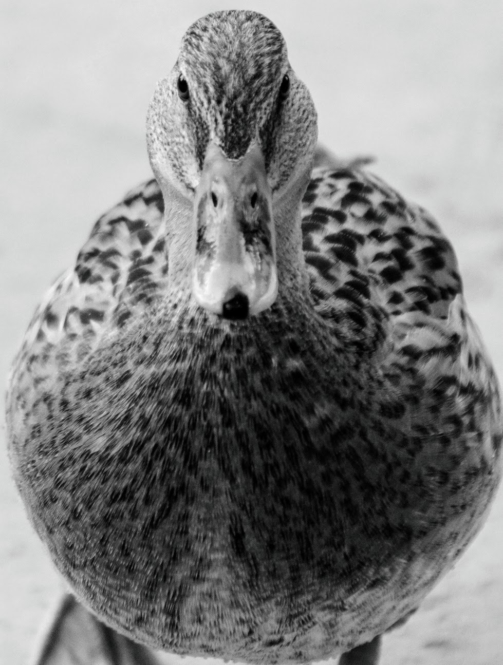 Canon EF 70-300mm F4-5.6 IS USM sample photo. Bodyscape photography