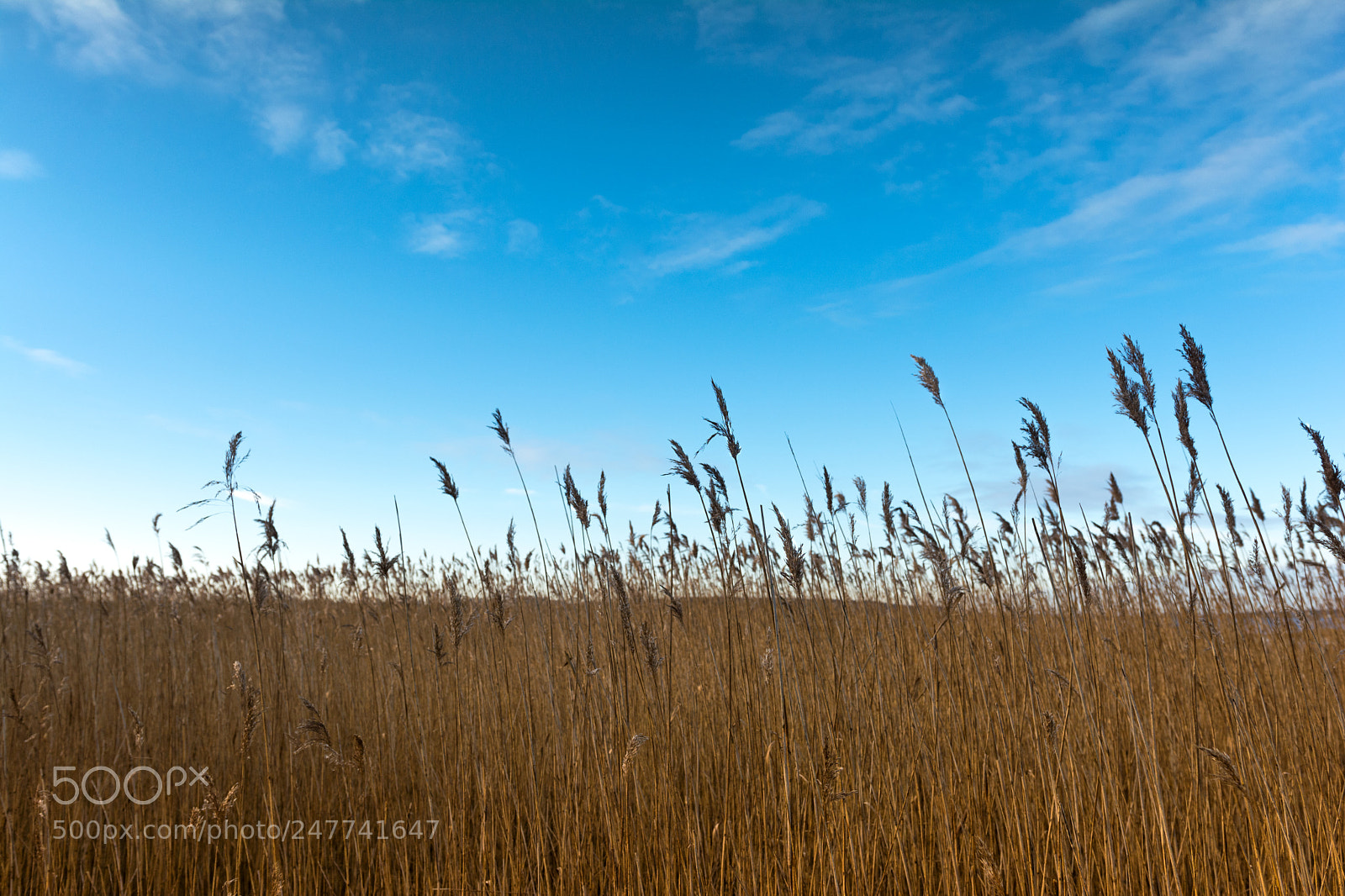 Nikon D7100 sample photo. Spring ahead photography