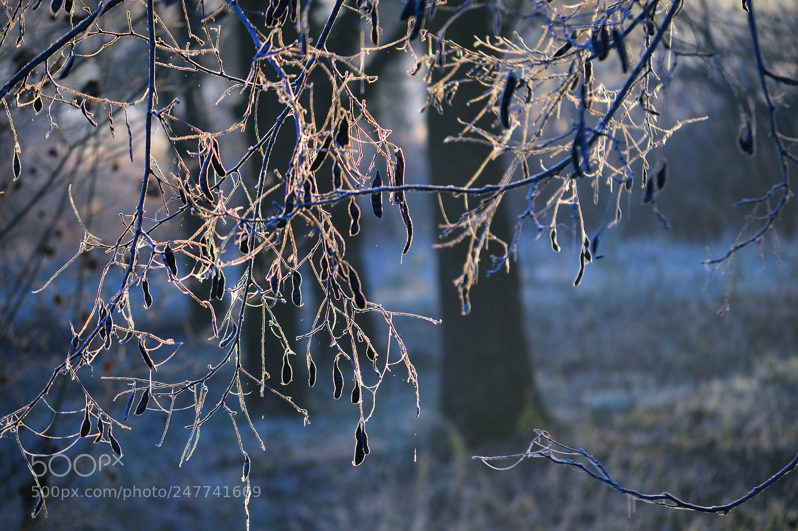 Nikon D3200 sample photo. Be frost photography