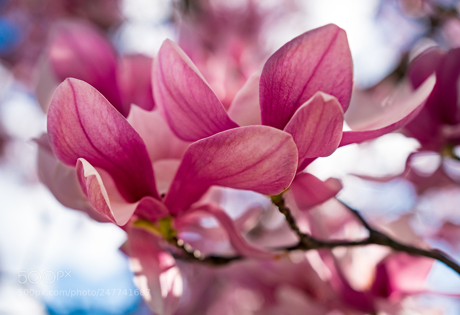 Sony a6300 sample photo. Magnolias photography