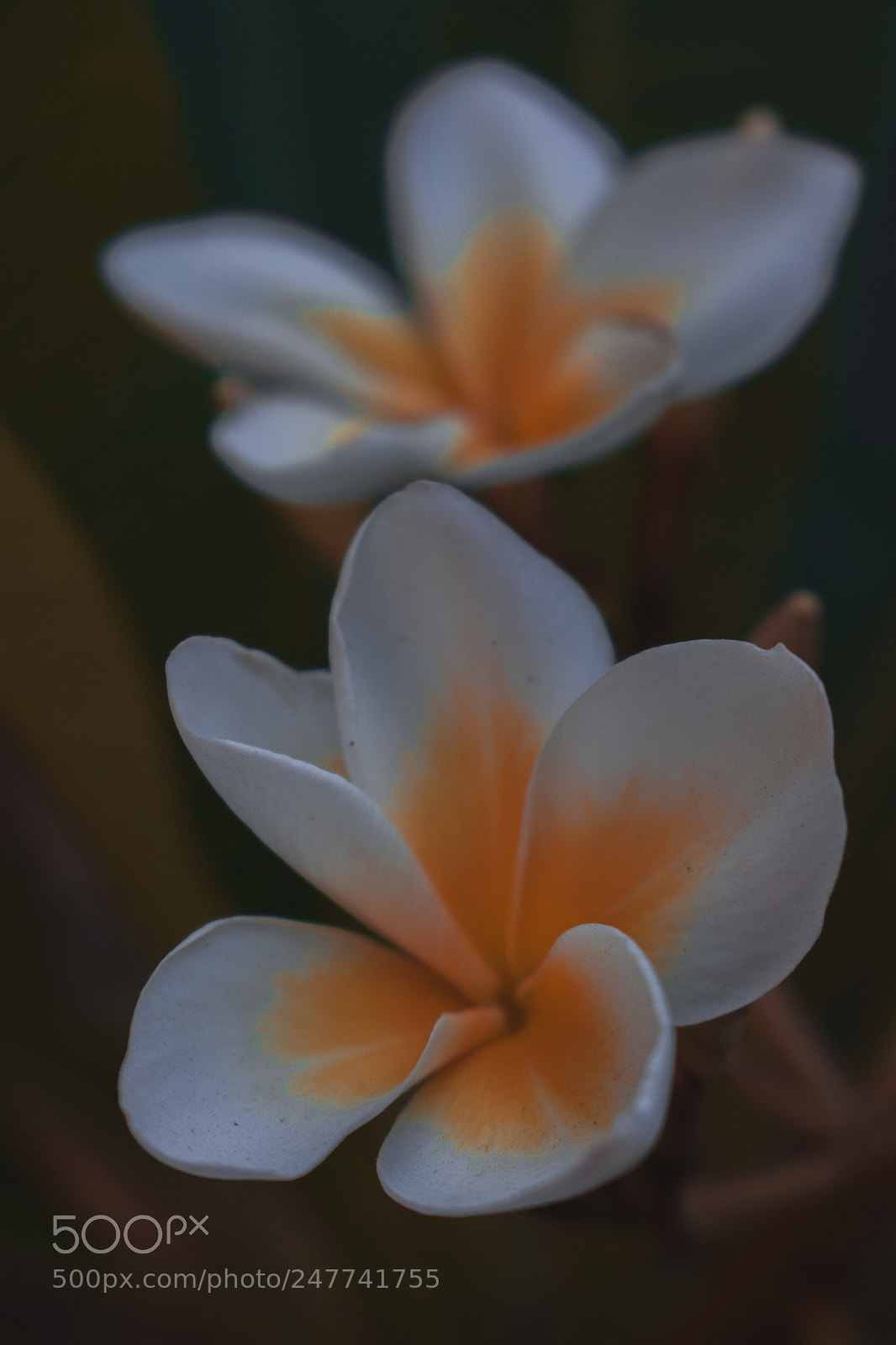 Nikon D3400 sample photo. Floral photography