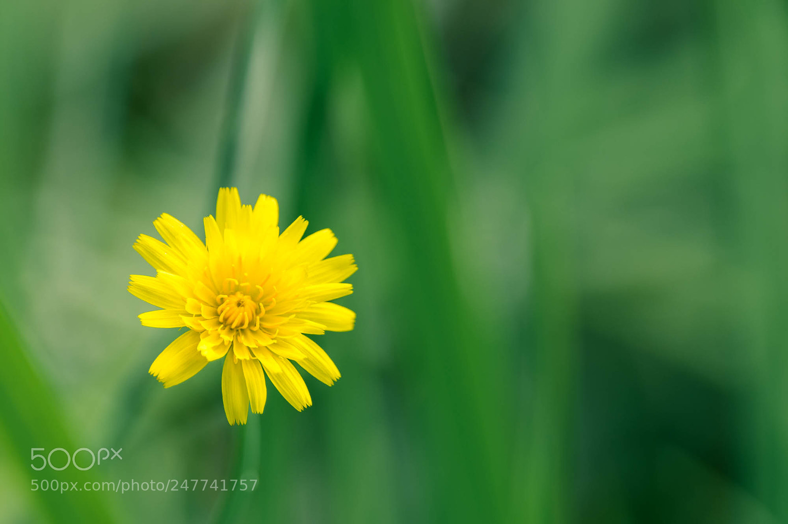 Pentax K-3 sample photo. Lion tooth photography