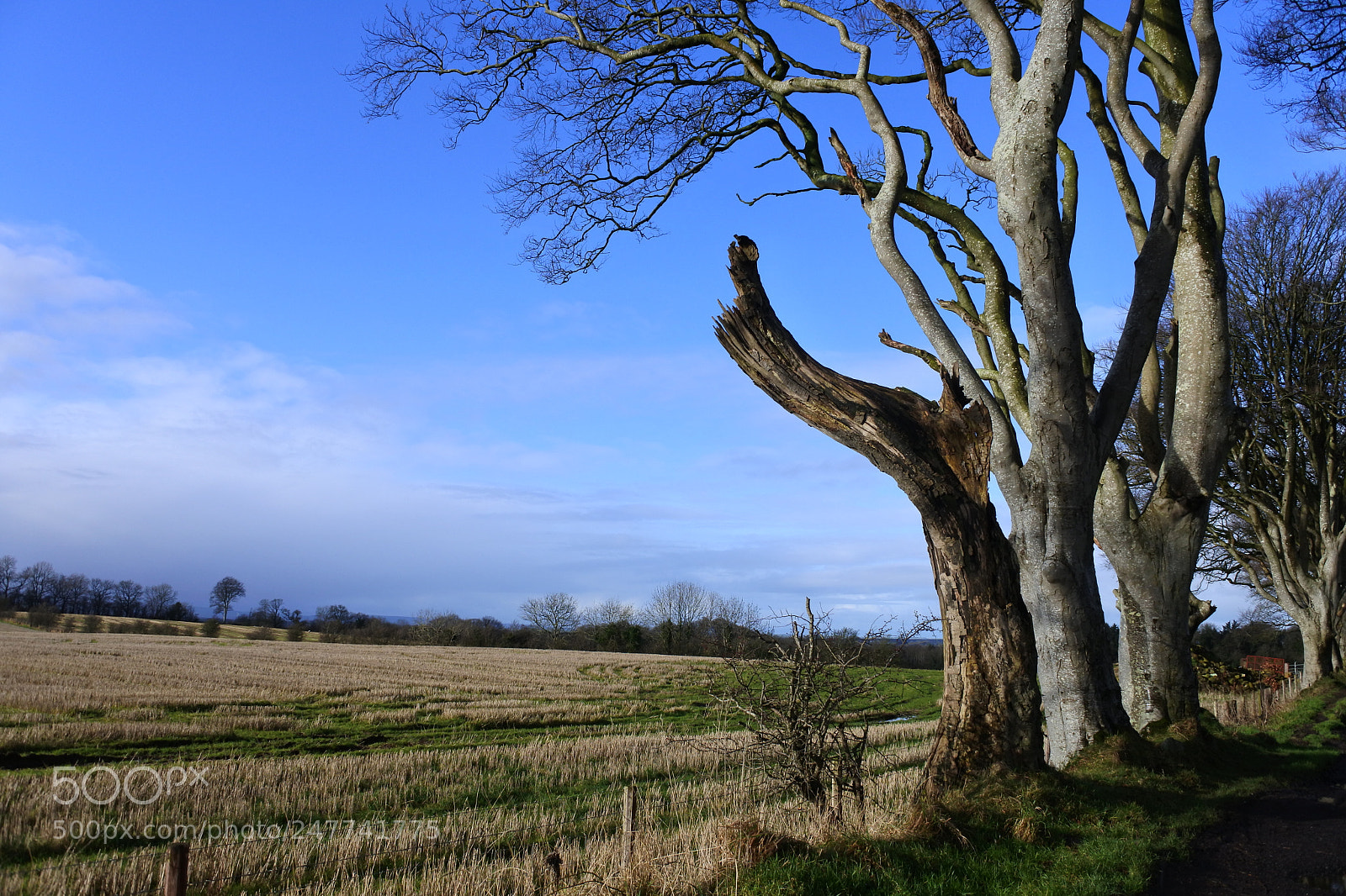 Nikon 1 J5 sample photo. Farm photography