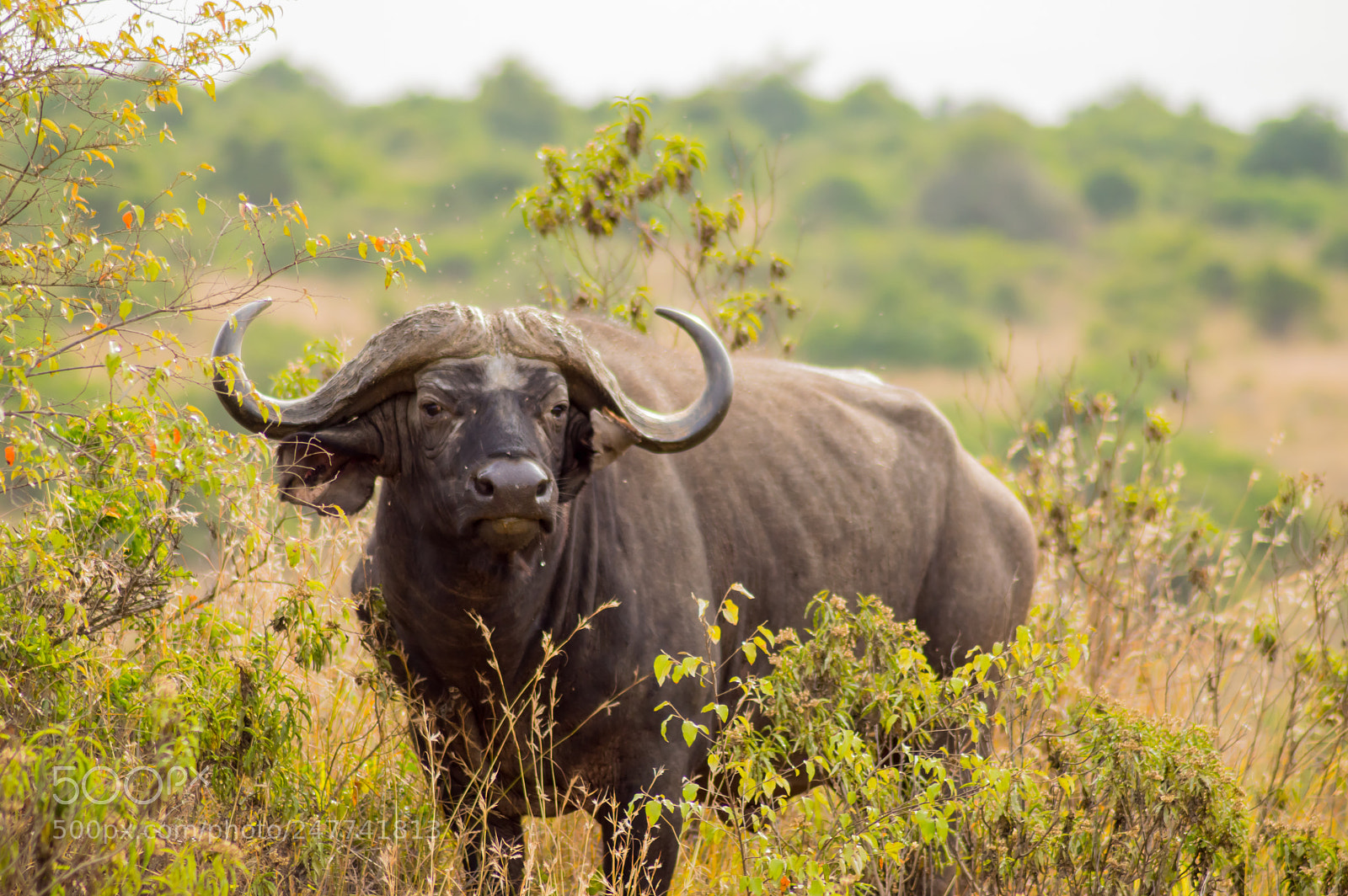 Nikon D3200 sample photo. Isolated buffalo in the photography