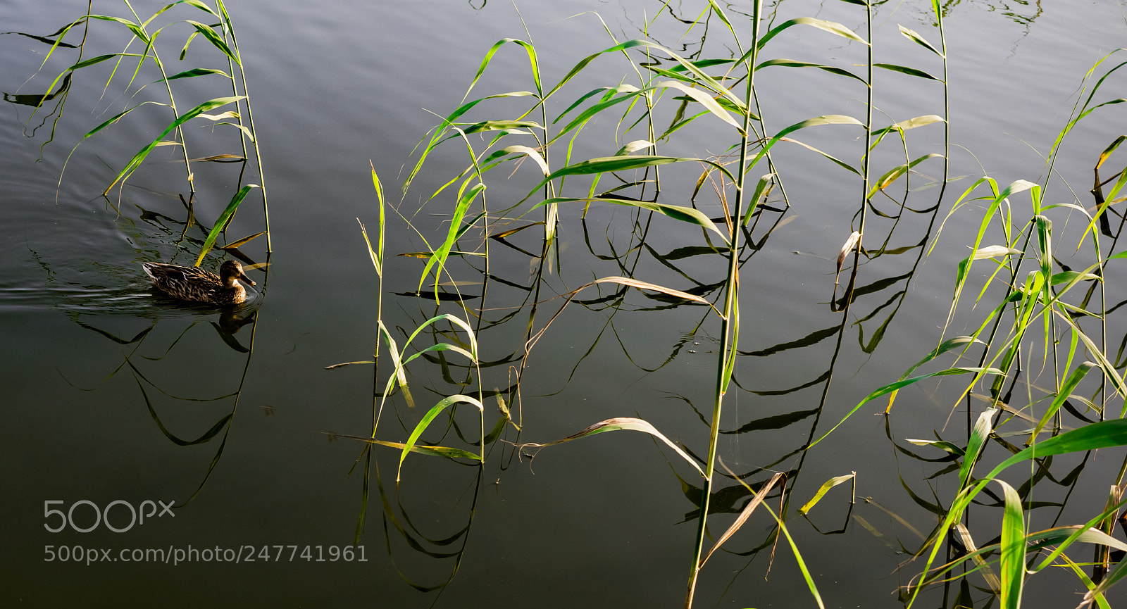 Nikon D810 sample photo. All alone in the photography