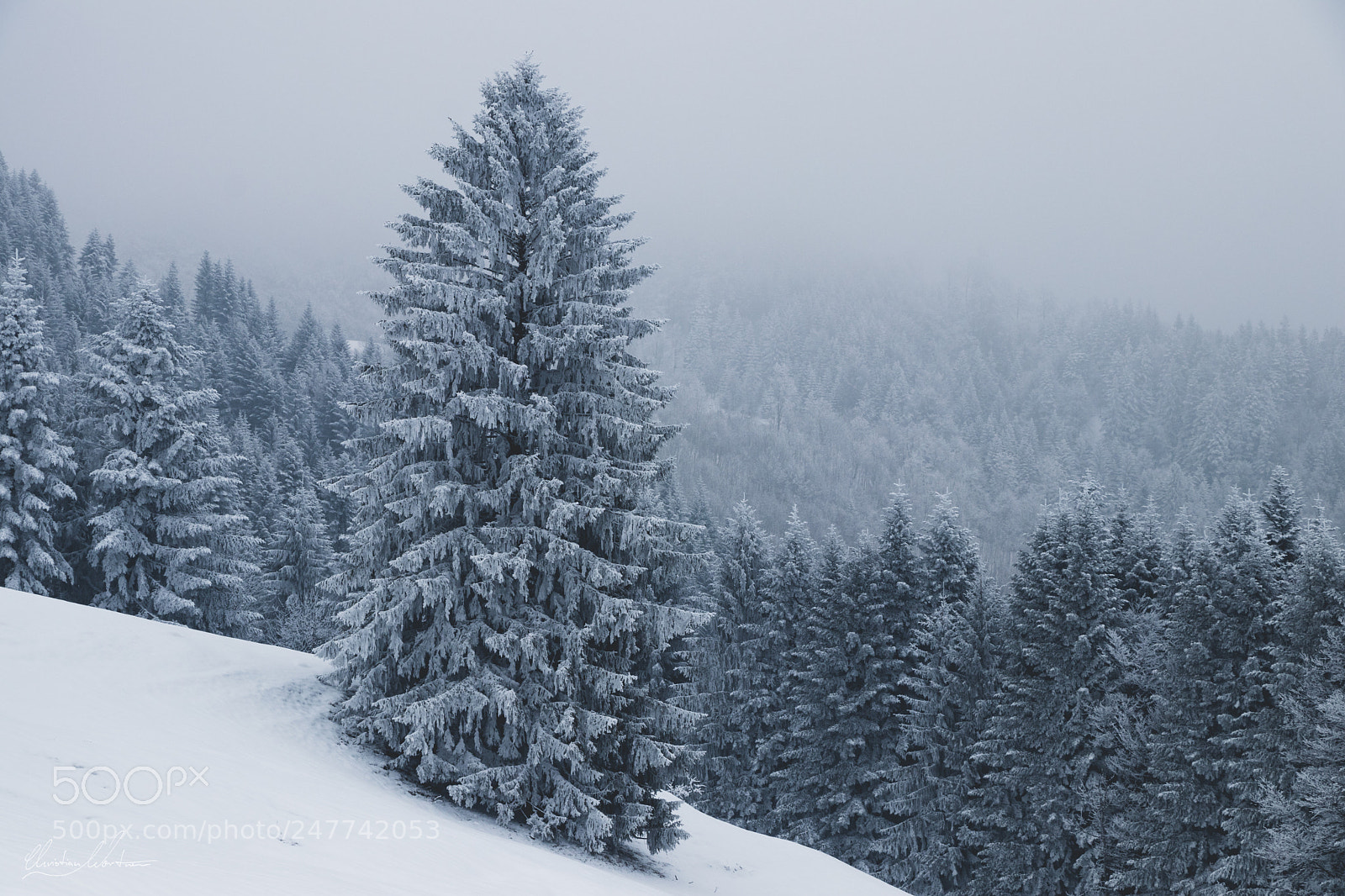 Canon EOS 80D sample photo. Frosty photography