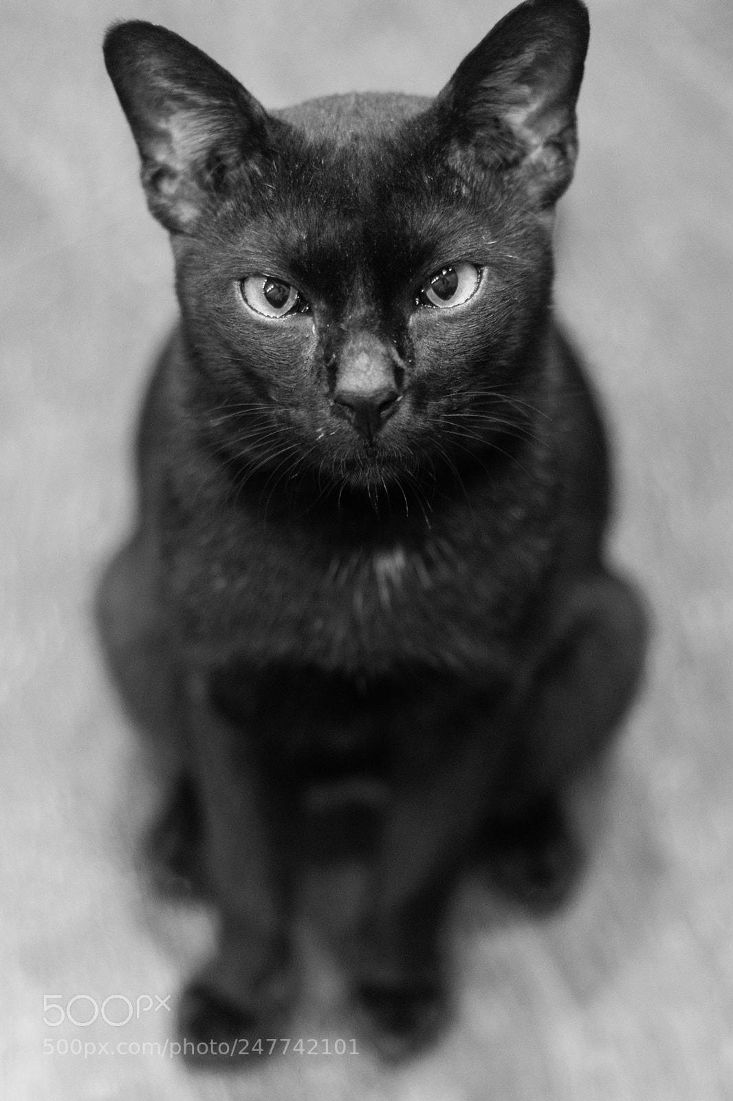 Canon EOS M5 sample photo. Black cat photography