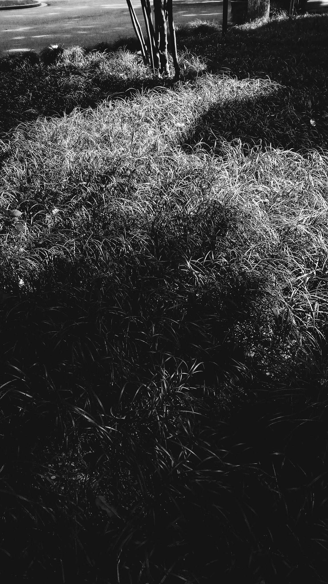 HUAWEI TANGO sample photo. The shadow. photography