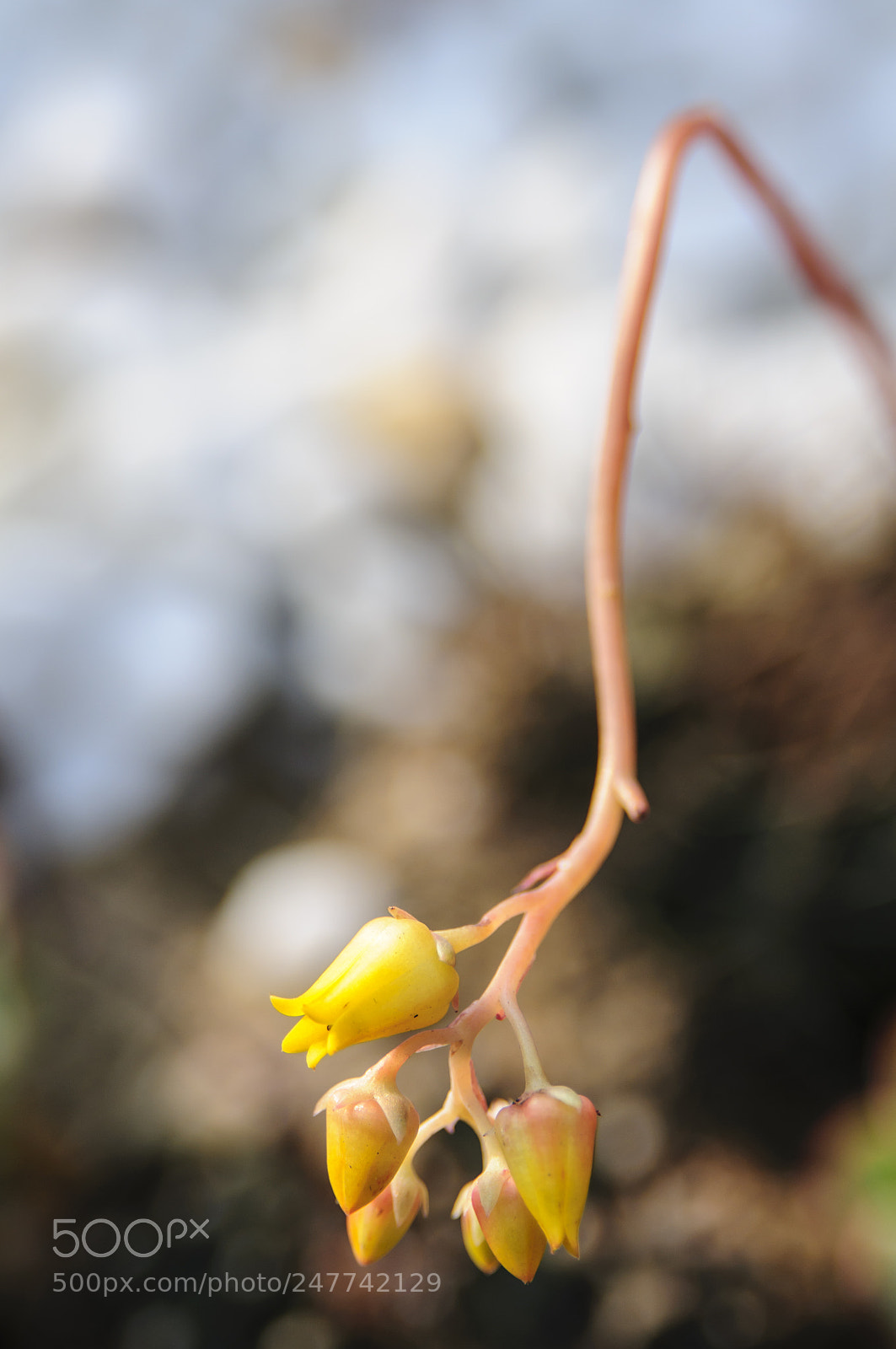 Nikon D300S sample photo. Close-up photography