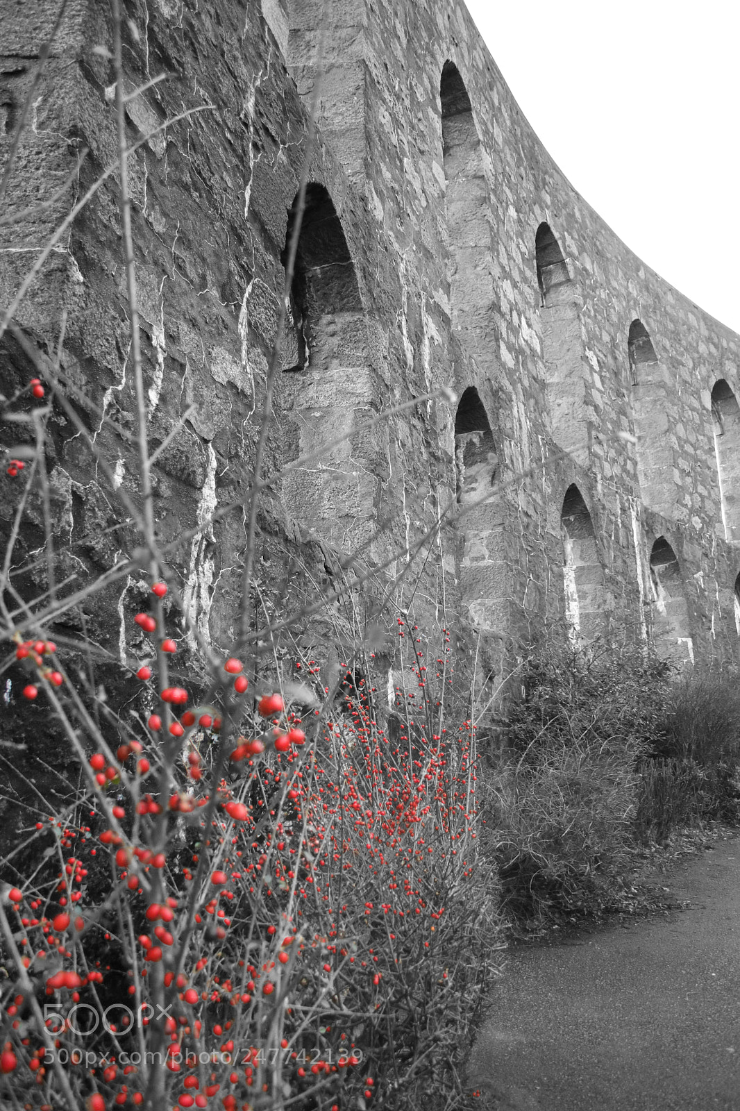 Canon EOS 750D (EOS Rebel T6i / EOS Kiss X8i) sample photo. Red berries photography