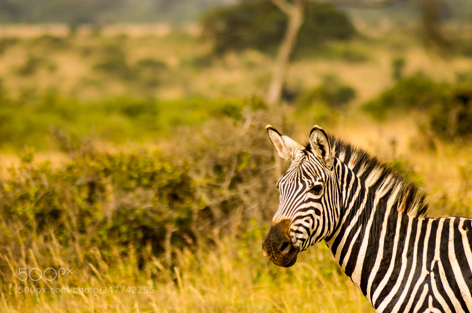 Nikon D3200 sample photo. Isolated zebra in the photography