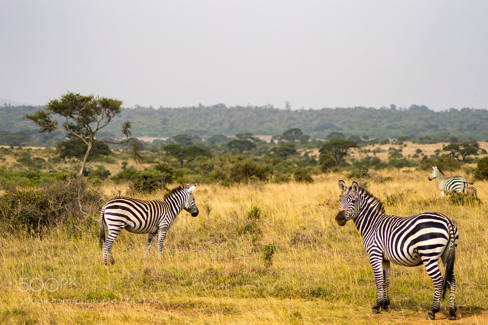 Nikon D3200 sample photo. Three zebras, one with photography
