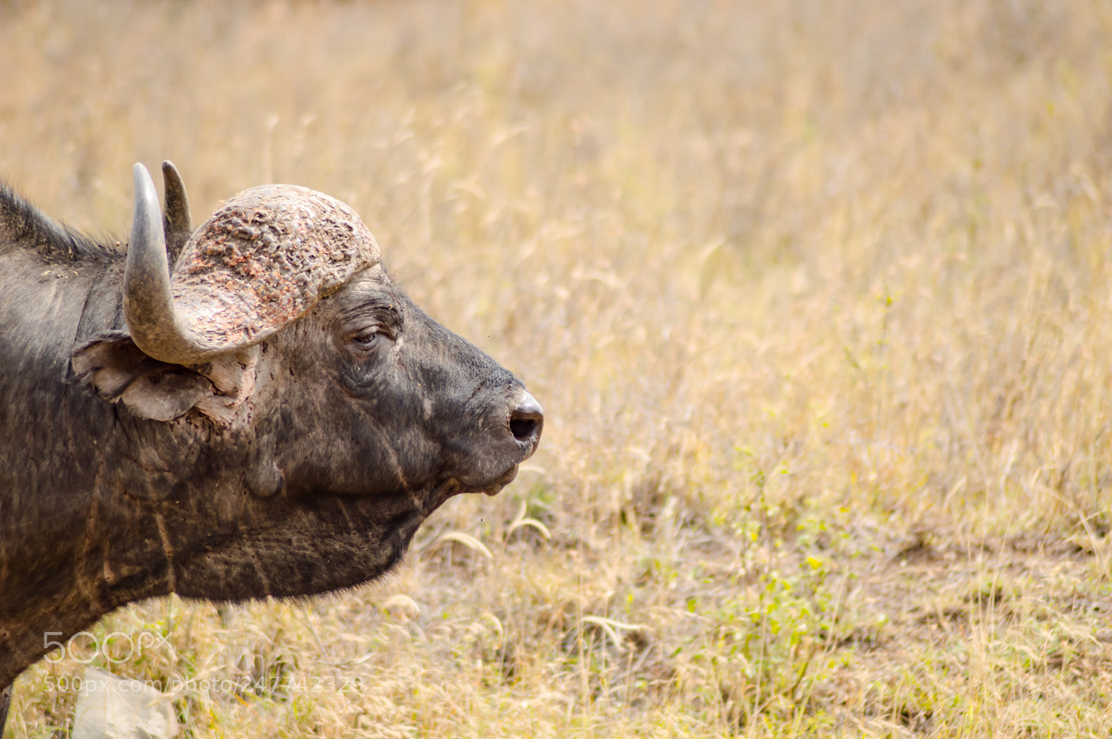 Nikon D3200 sample photo. Isolated buffalo in the photography