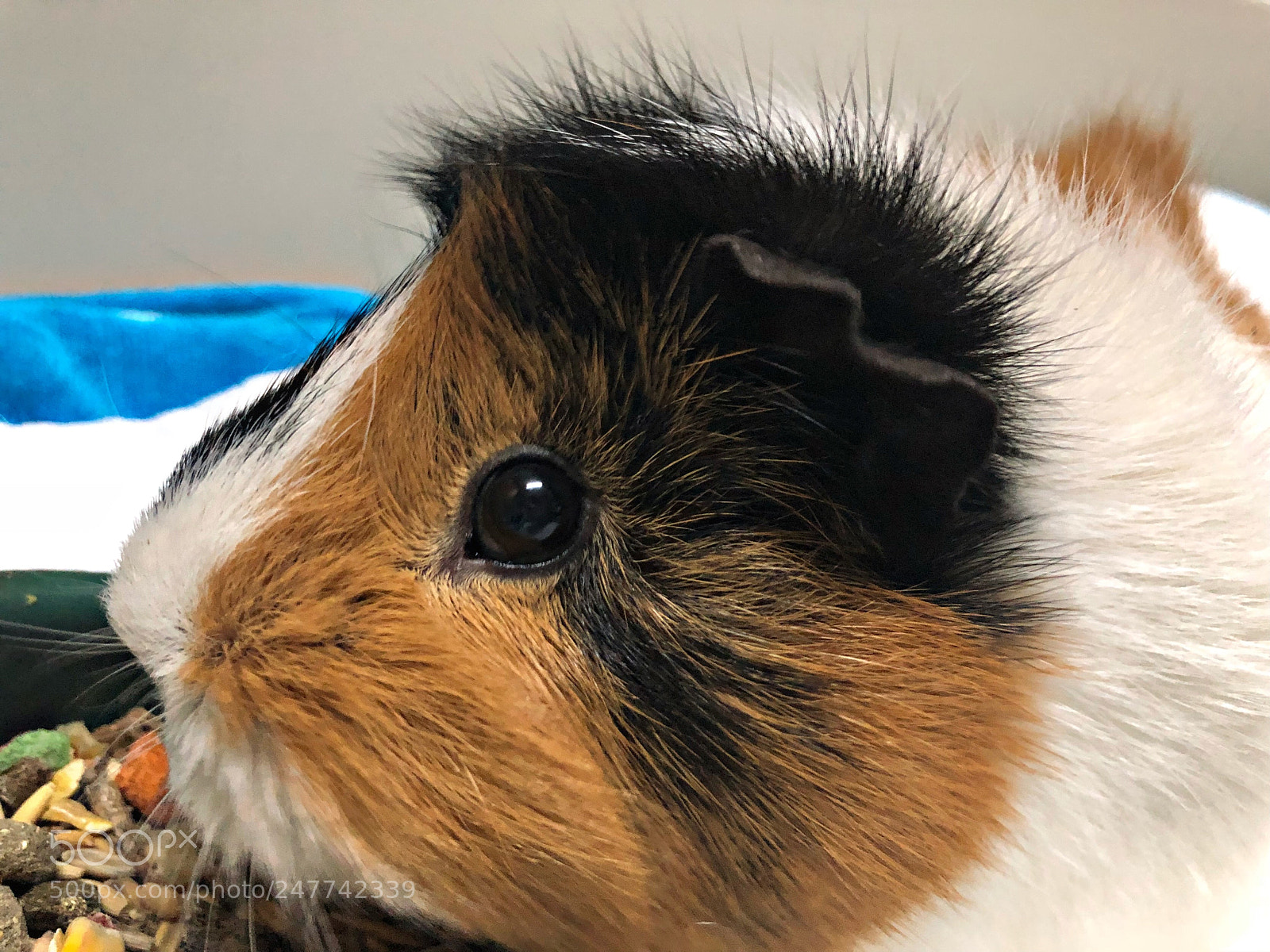 Apple iPhone 8 Plus sample photo. Untitled photography