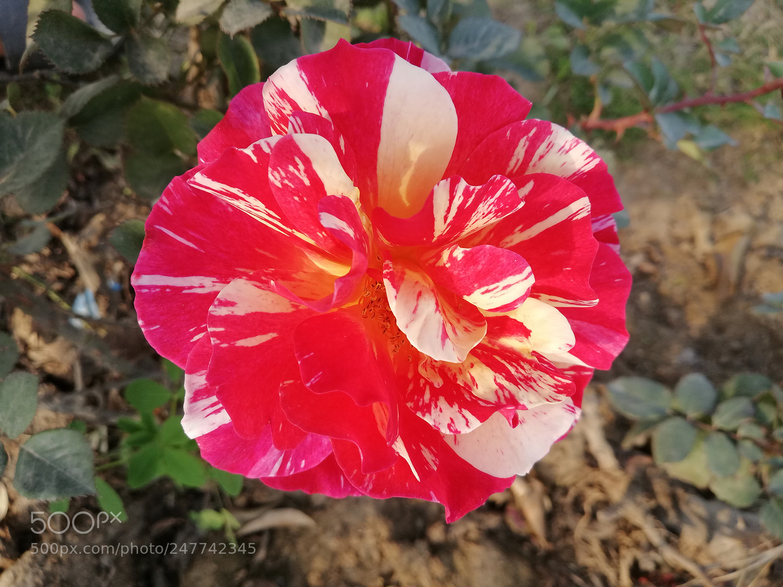 HUAWEI Mate 10 Lite sample photo. Untitled photography