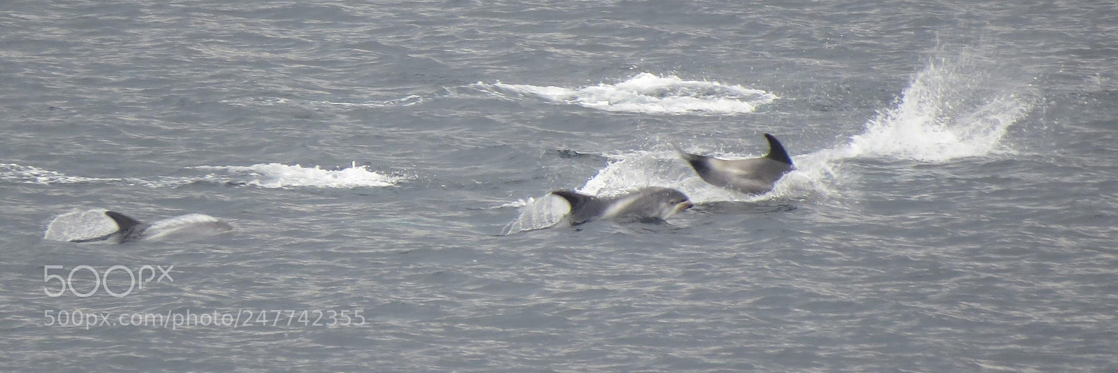 Canon PowerShot SX50 HS sample photo. Dolphins in winter joy photography