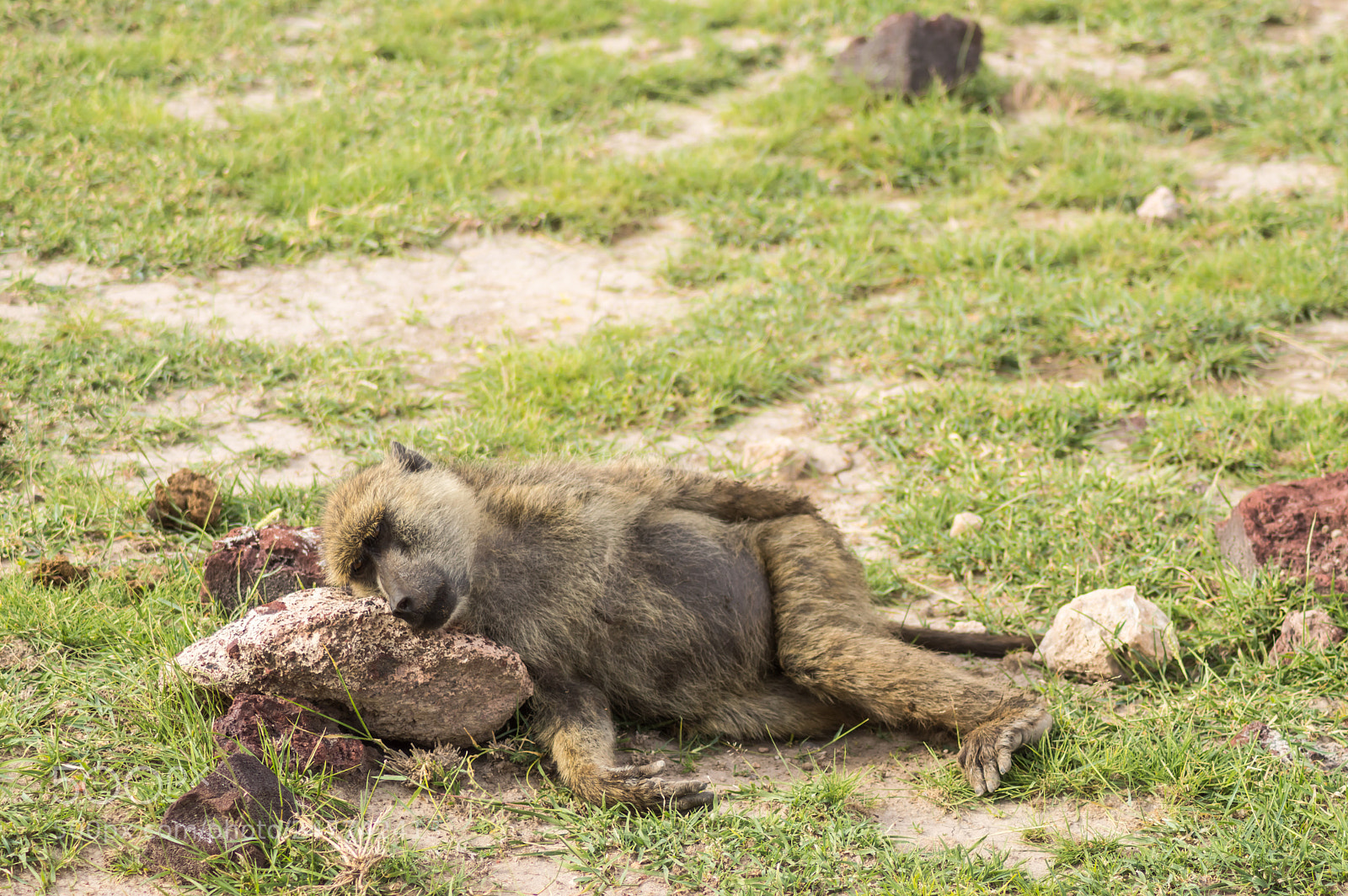 Nikon D3200 sample photo. Baboon lay on the photography