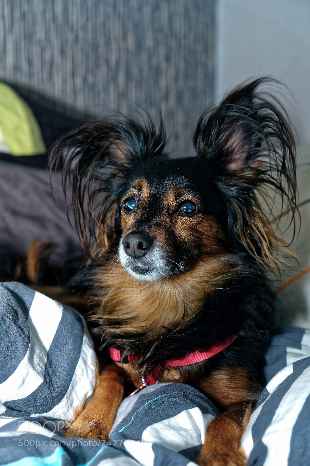 Fujifilm X-T20 sample photo. Majestic af photography