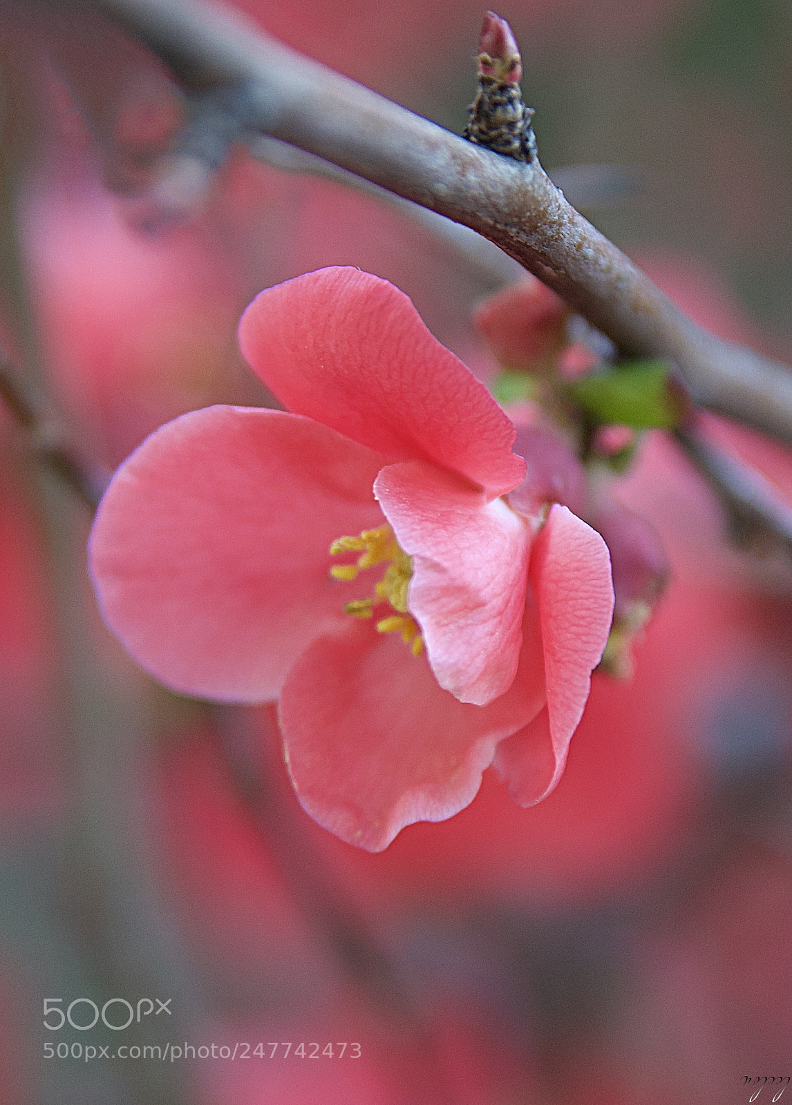 Nikon D3100 sample photo. Quince tree ... es photography