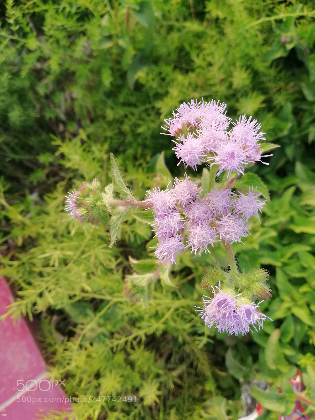 HUAWEI Mate 10 Lite sample photo. Best thing. photography