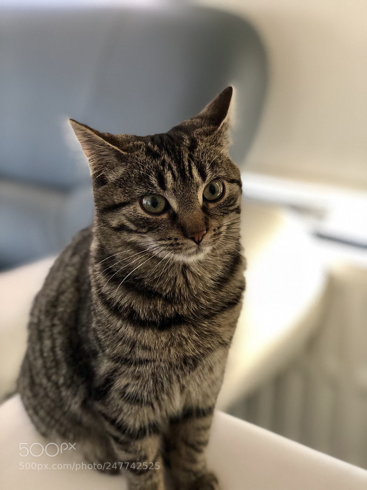 Apple iPhone X sample photo. Beautiful feline photography