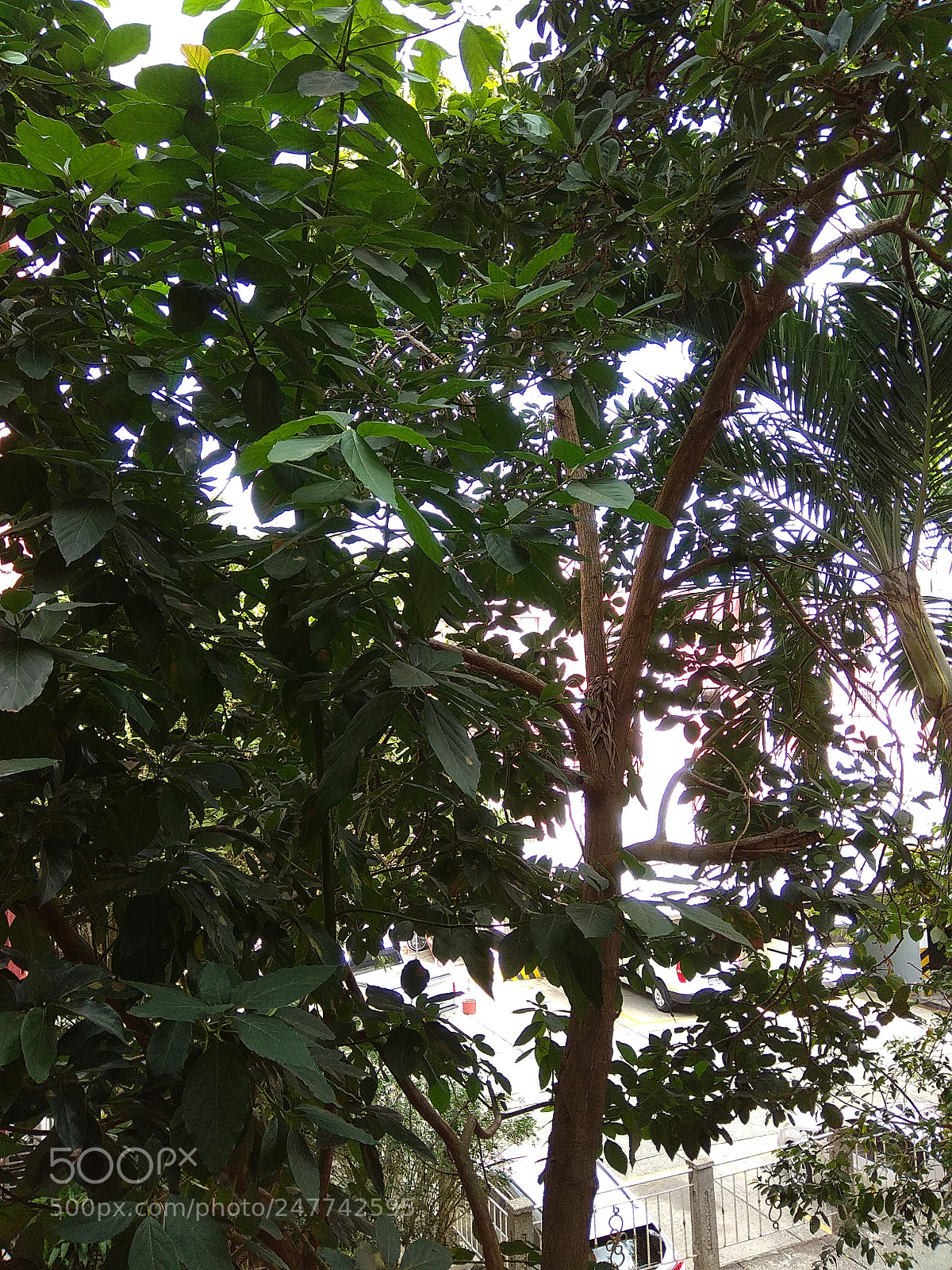 Xiaomi Redmi Note 4 sample photo. Matricial photography