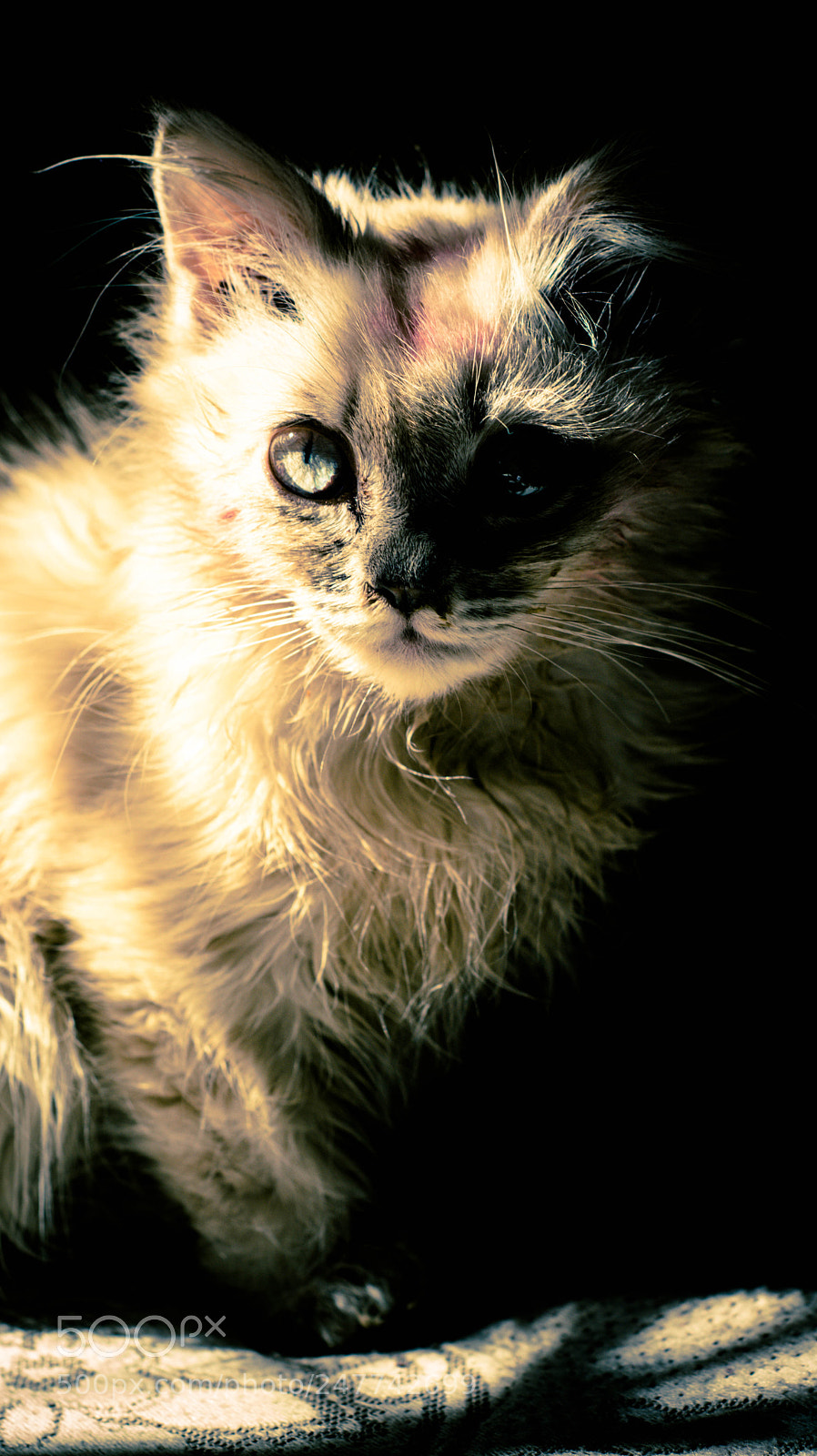 Nikon D7100 sample photo. My lovely cat photography