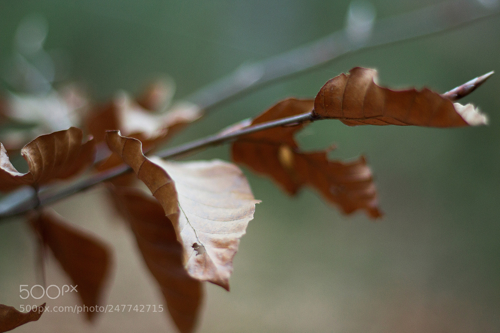 Canon EOS 700D (EOS Rebel T5i / EOS Kiss X7i) sample photo. Nature morte photography