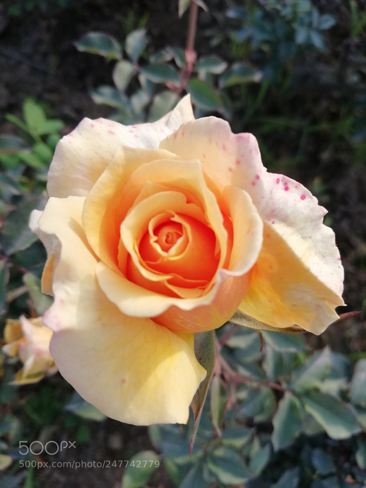 HUAWEI Mate 10 Lite sample photo. Best asperians photography