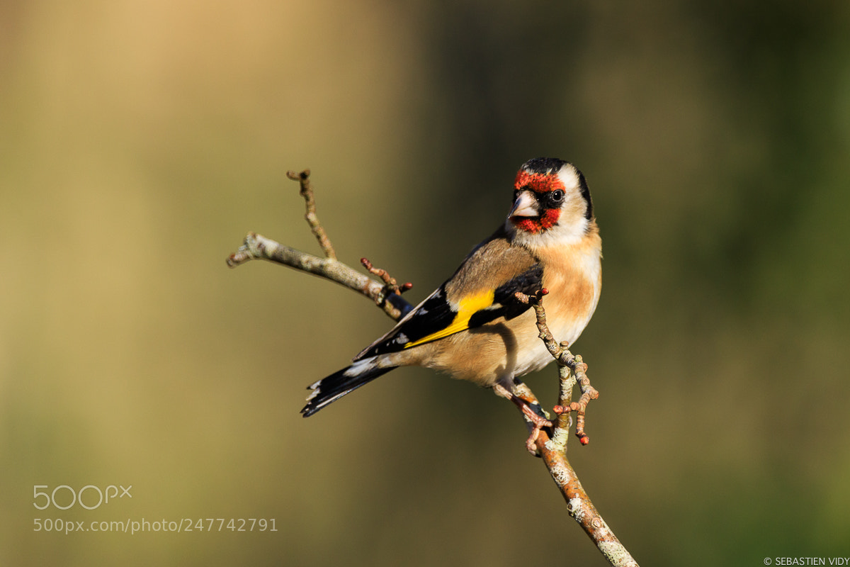Canon EOS 6D Mark II sample photo. Bird photography