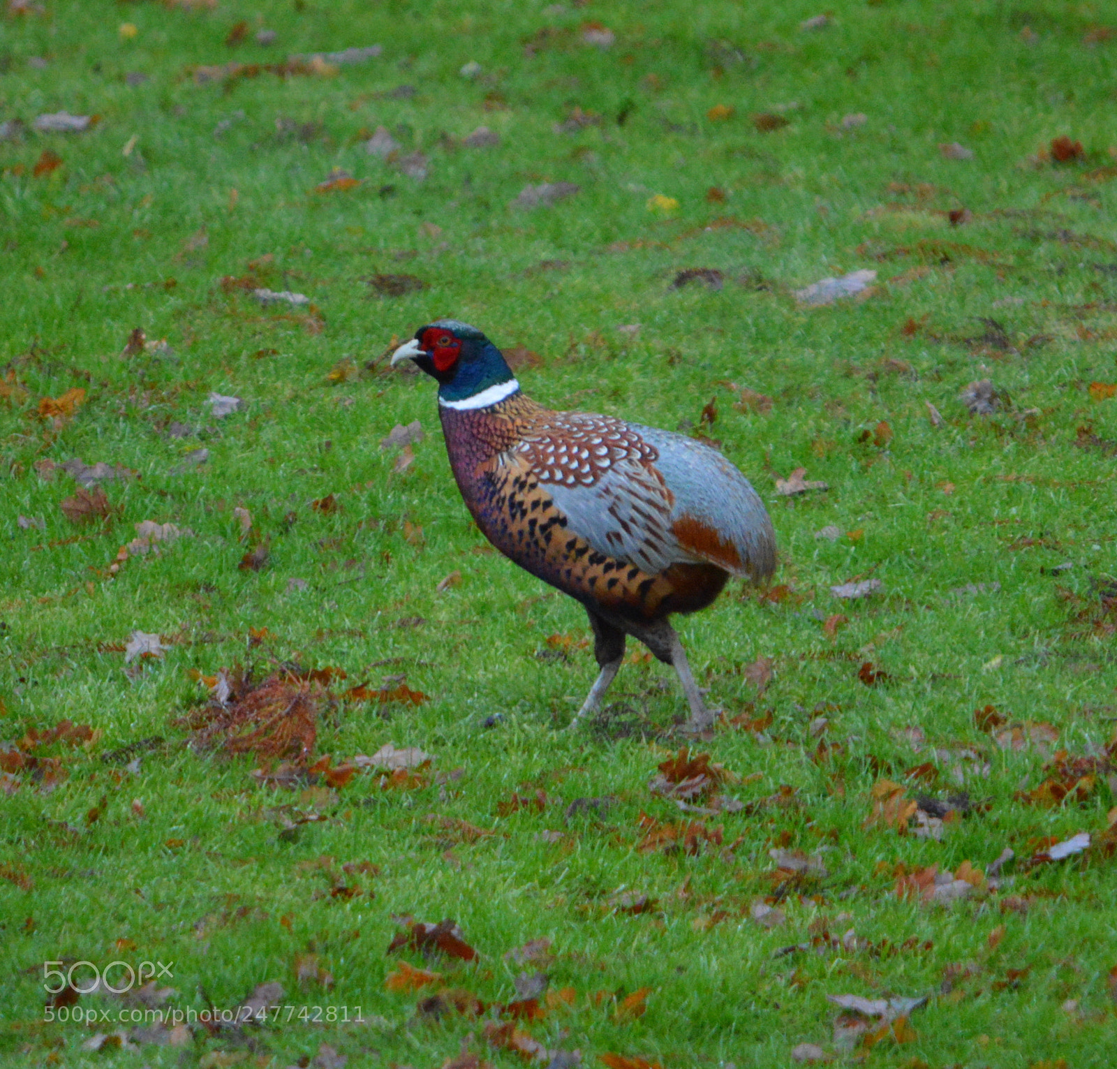 Nikon D3200 sample photo. Pheasant photography
