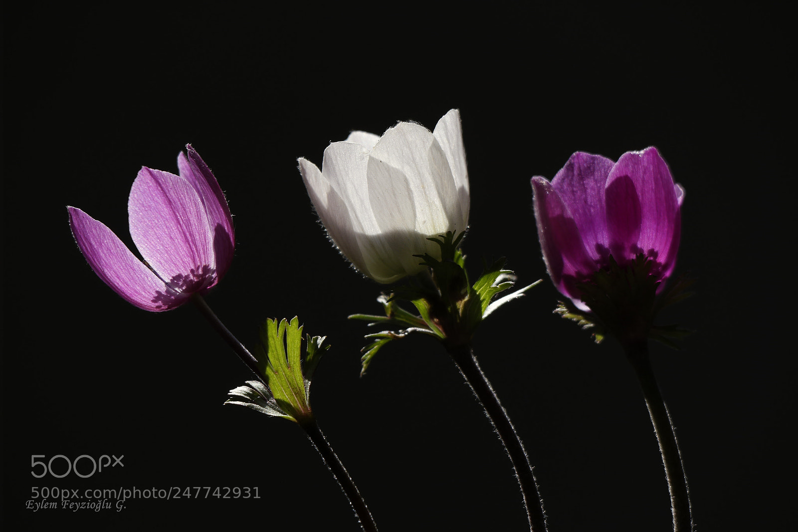Samsung NX2000 sample photo. Anemones photography