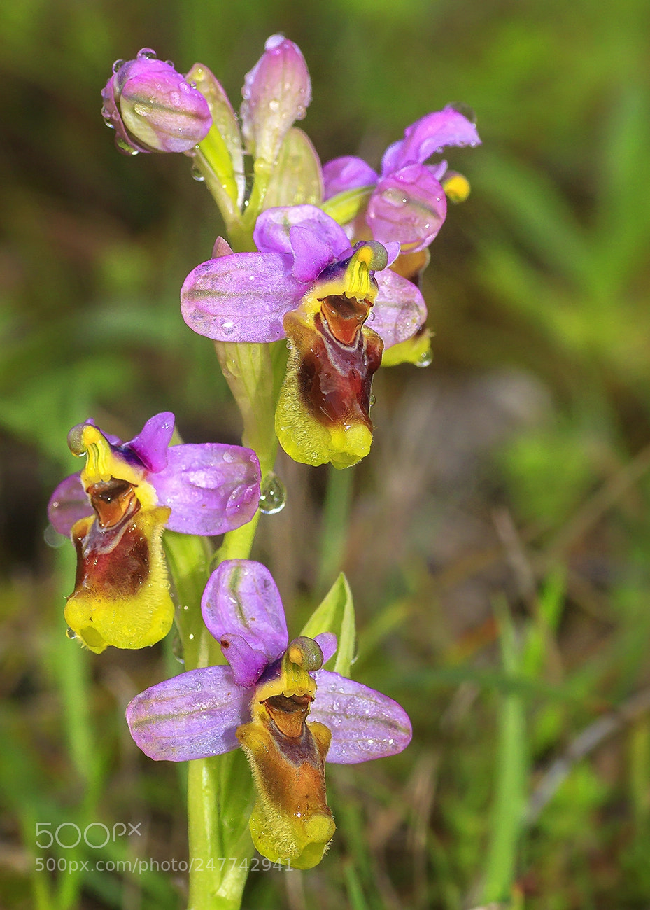Canon EOS 50D sample photo. Orquidea photography