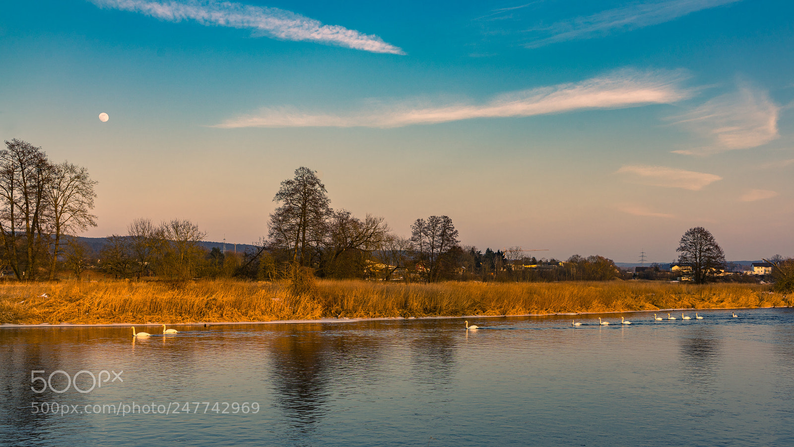 Sony a7 sample photo. Swan family swimming around photography