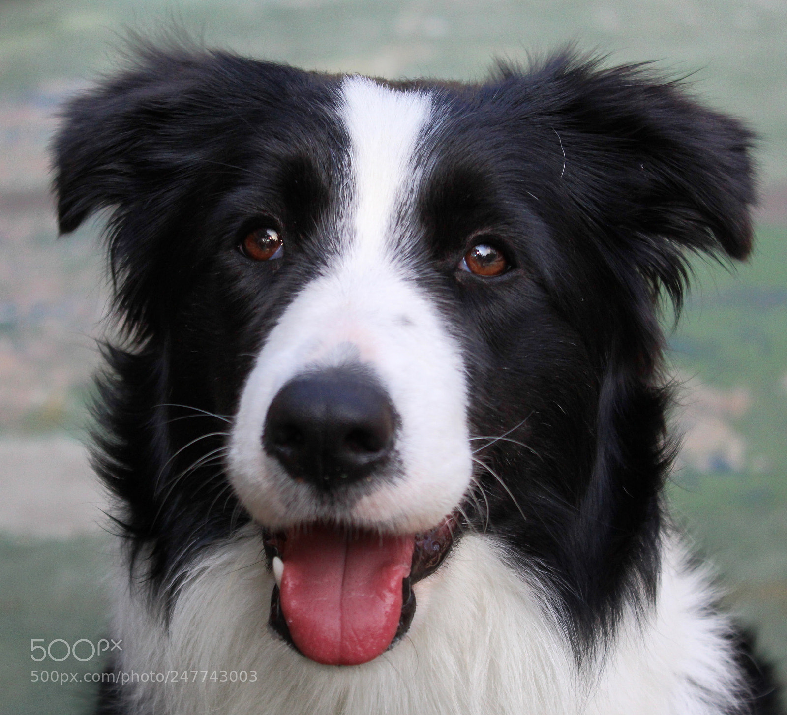 Canon EOS 1300D (EOS Rebel T6 / EOS Kiss X80) sample photo. Puppy border collie photography